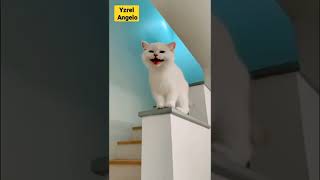 laughing cat