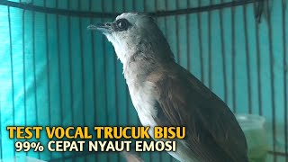 Download lagu Trucuk BETINA memanggil Jantan Suara Birahi Ngecuplik 100% pancingan trucukan gacor agar BUNYI EMOSI mp3 Download lagu Trucuk BETINA memanggil Jantan Suara Birahi Ngecuplik 100% pancingan trucukan gacor agar BUNYI EMOSI mp3