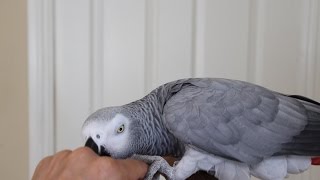 Teach Your Bird Biting is Not OK