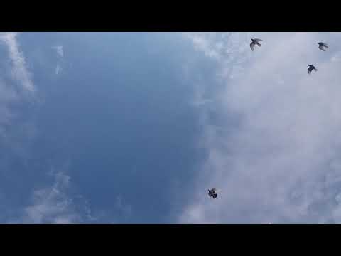 GOŁĘBIE ANDRZEJA ELBLĄG 2.05.20 SOBOTA TRENING 💪💪