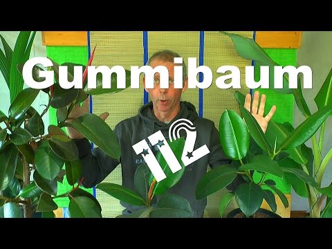 download lagu mp3 mp4 Gummibaum Kaufen, download lagu Gummibaum Kaufen gratis, unduh video klip Gummibaum Kaufen