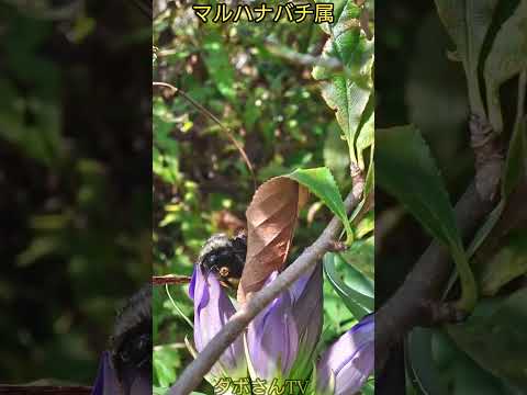 マルハナバチに関する 10 の驚くべき事実 自然と動物