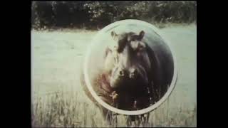Sesame Street: Hippopotamus Round