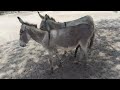Gay Donkey Meeting Mastii Donkey Video Meeting
