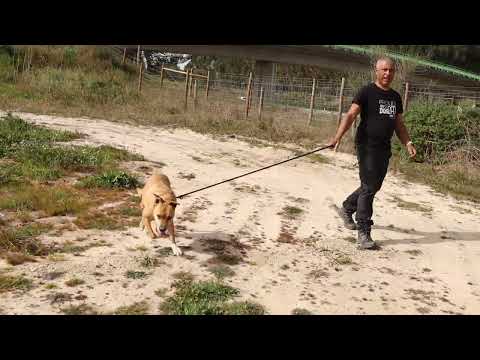 Vídeo de ELLA