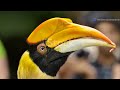 Ghana S Avian Wonders Birds Of The Sky And Forest Canopy Wildlife Nature