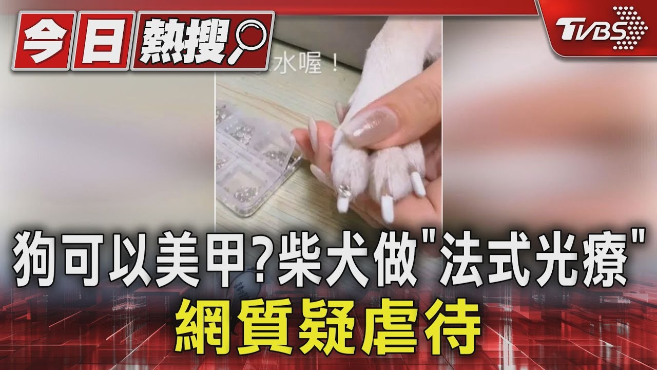 狗可做美甲？柴犬做「光療」　算不算虐待動保處這麼說