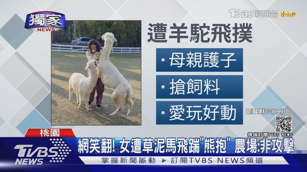 網笑翻！女遭草泥馬飛踹「熊抱」　農場：非攻擊
