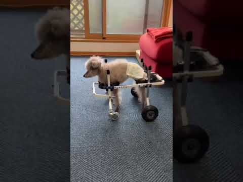 18歳のトイプードル ちびきち君が犬用車椅子で歩けた！高齢犬・麻痺の実例