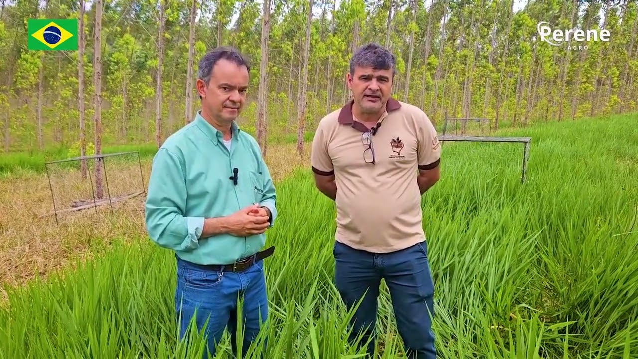 Sistema Integração Pecuária Floresta - Episódio 1