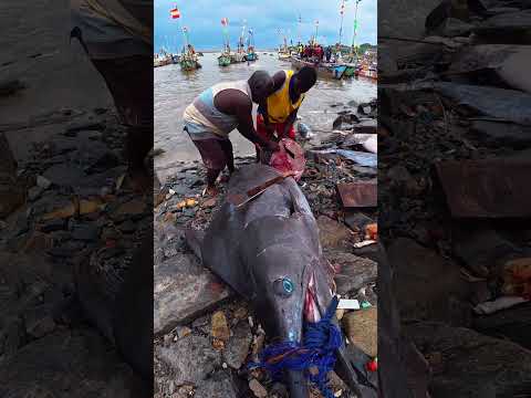 Monster fish cutting at its finest.