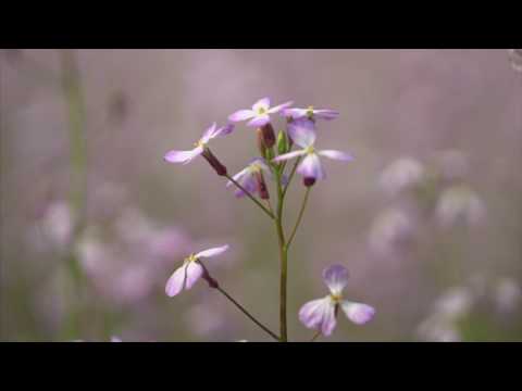 金山町 太郎布高原