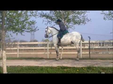 cavallo portoghese Sevillhano, doma rejoneo - All. EXCALIBUR