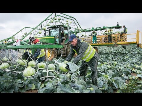 World Modern Agriculture,Cutting Flower Tulips,Cabbage harvesting