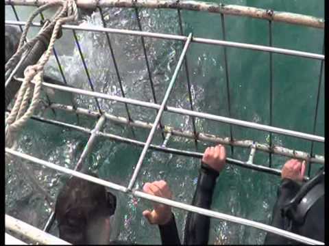 SP & Espe Swem met die haaie