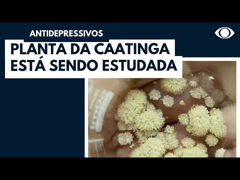 Pesquisa avalia efeitos antidepressivos de planta alucinógena