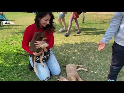 Cute adhya playing with these cute puppies l cute dogs status love dogs feed them l #shorts