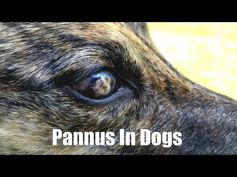 Pannus In Dogs [2.10]