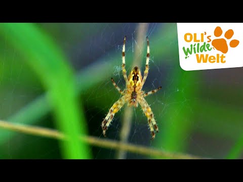 Sind Kreuzspinnen giftig? | OLI's Wilde Welt