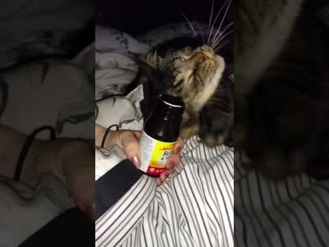 Cats and Melatonin sleep aid sniff test. Watch till end. Really funny!!!