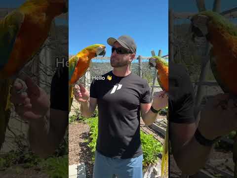 Macaws Just KEEP TALKING! HELLO! 👋 #macaw #parrots #bird #birds #parrot #talkingparrot