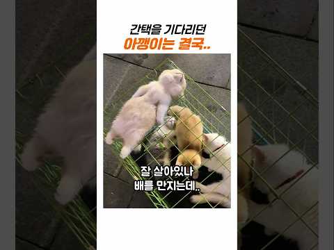 시장에서 간택을 기다리던 아기 고양이의 최후