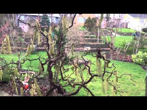 Harry lauder's walking stick: catkins in the wind