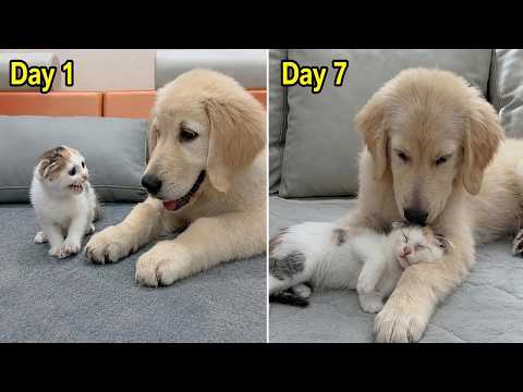 From Fear to Love: The Rescue Kitten’s 7-Day Journey with My Golden Retriever