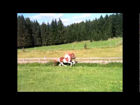 Farandi von St. Radegund