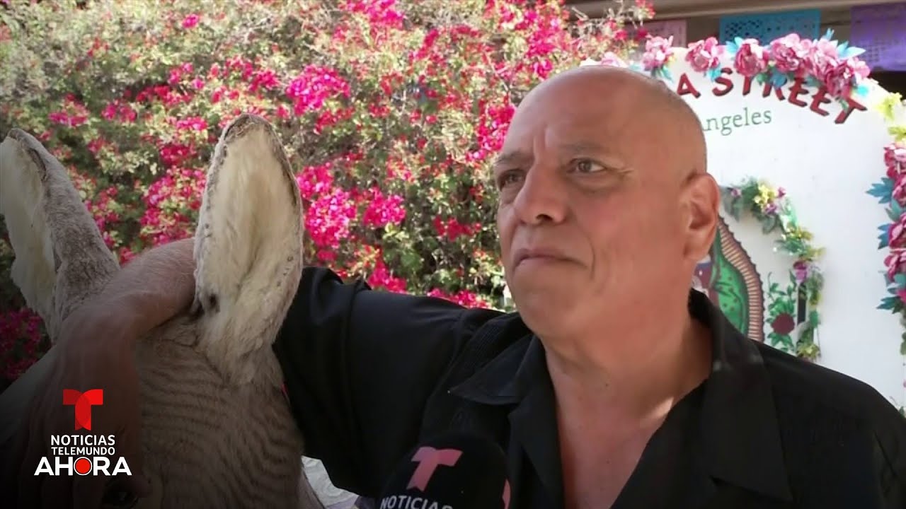 "Esta es mi vida", dice el propietario del icónico burro que tendrá que desalojar la Placita Olvera