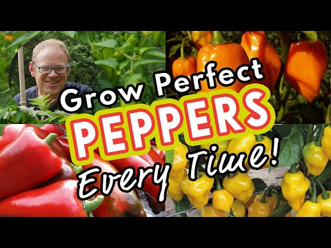 Grow Perfect Peppers Every Time! ????