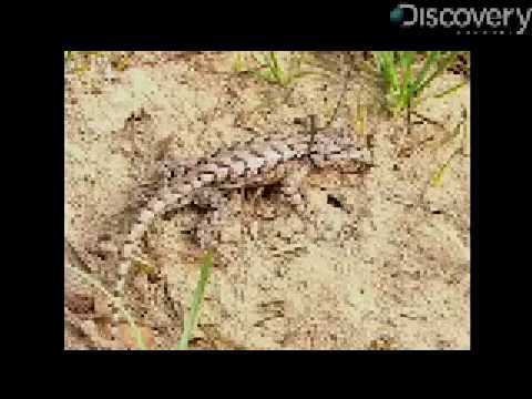 Lizards Show Evolution in Action