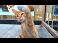 Homeless Orange Kitten Playing With My Hand Behind The Iron Wire