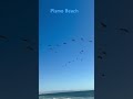 Ty Seagull Feeding Frenzy At Pismo Beach Pier Nature In Action PismoBeach Seagulls