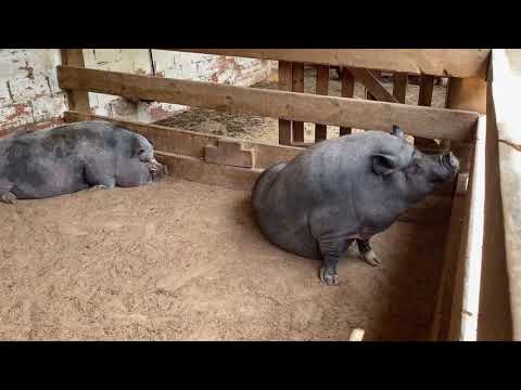 Kanav having fun in the animal farm-Best Education farm for kids