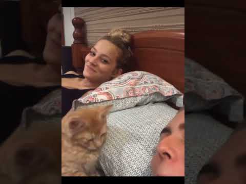 #cat #catlover #cats #catshorts #catvideos #film #katze #گربه #خنده #خنده_دار #funny #funnyvideo #