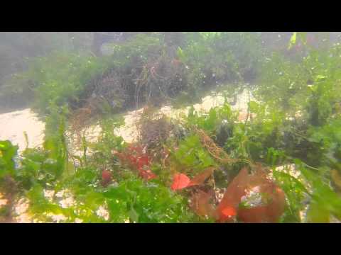 Barzin | Praia de Cepães