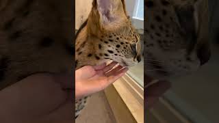 【おはようサーバルシリーズ㉙】