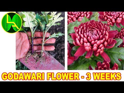 How to grow chrysanthemum or godawari flower