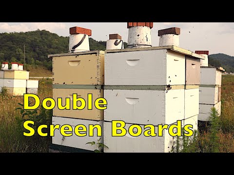Using Double Screen Boards to Requeen Colonies and Maximize Honey Production