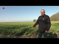 Tulpenroutes in Flevoland geopend  maar nog weinig bloeiende velden.