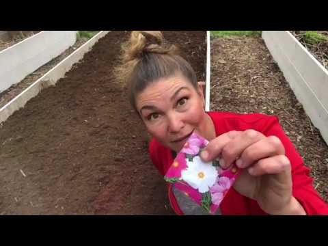 Rosenskära sådd Så här sår du Rosenskäran eller Cosmos Och 3 Odlingstips