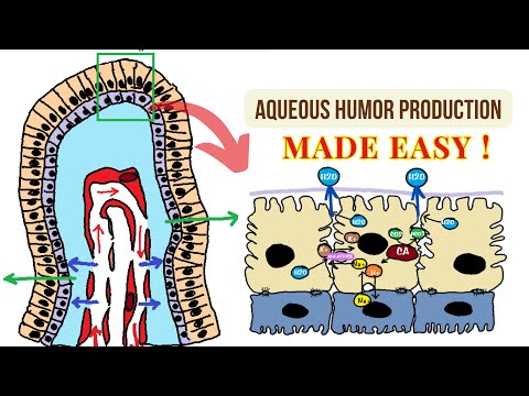 Aqueous Humor Production: The Roles of Ultrafiltration, Diffusion, and Secretion