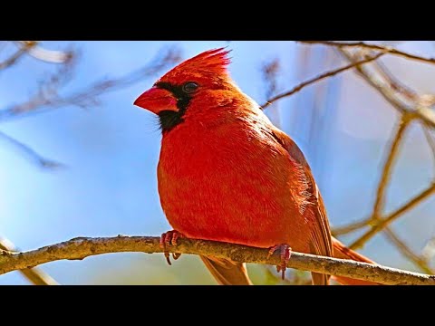 Northern Cardinal Call - Listen to his Magnificent Song (4K) Cardinal Bird - Adventure Birds Nature