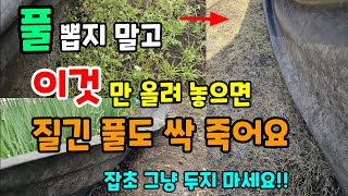 풀잡초 뽑지 말고 이것만 올려 놓으면 제초제 없이 질긴풀도 싹 죽어요 #잡초제거