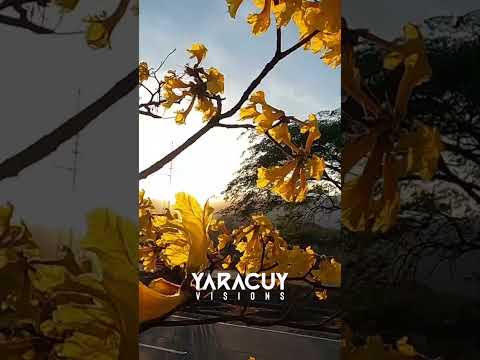 Araguaney YARACUY VISIONS