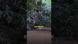 Download lagu The giant snake stone in Thailand is still a mystery mp3