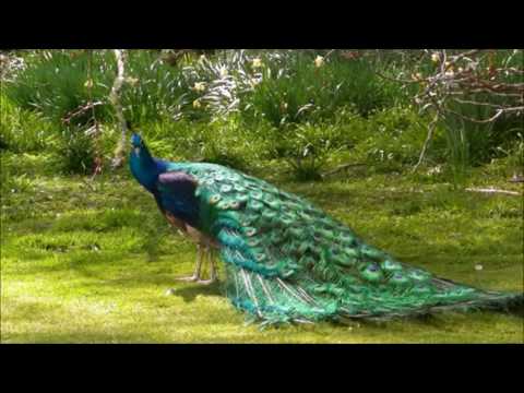 Paslo dievca pavy - Oliver TV