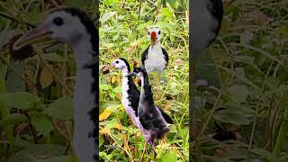 Download lagu SUARA PIKAT RUAK RUAK INDUKAN DAN ANAKAN TERBARU #youtubeshorts #videoshort #suarapikatruakruakmp3 mp3 Download lagu SUARA PIKAT RUAK RUAK INDUKAN DAN ANAKAN TERBARU #youtubeshorts #videoshort #suarapikatruakruakmp3 mp3