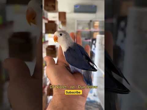 Love Birds Beauty and activity #music #love #cover #song #birds #opline #lovebirds #live #avairy